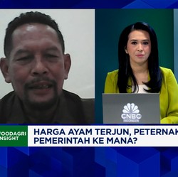 Video: Tata Kelola Buruk, Masalah Harga Ayam Anjlok Terus Berulang