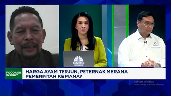 Video: Tata Kelola Buruk, Masalah Harga Ayam Anjlok Terus Berulang