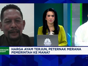 Video: Tata Kelola Buruk, Masalah Harga Ayam Anjlok Terus Berulang