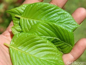 Serius Mau Garap Kratom, Disperindagkop Kaltara Kebut Pengkajian