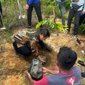 Peringati Hari Bumi, MEG Tanam Pohon Meranti di Pulau Rempang