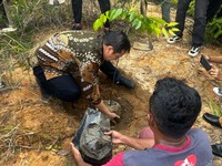 Peringati Hari Bumi, MEG Tanam Pohon Meranti di Pulau Rempang