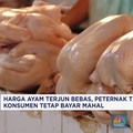 Video: Harga Ayam Terjun, Peternak Tekor, Konsumen Tetap Bayar Mahal