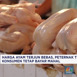 Video: Harga Ayam Terjun, Peternak Tekor, Konsumen Tetap Bayar Mahal