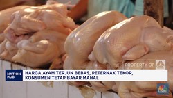 Video: Harga Ayam Terjun, Peternak Tekor, Konsumen Tetap Bayar Mahal