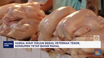 Video: Harga Ayam Terjun, Peternak Tekor, Konsumen Tetap Bayar Mahal
