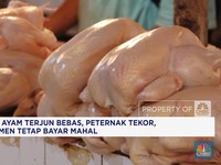 Video: Harga Ayam Terjun, Peternak Tekor, Konsumen Tetap Bayar Mahal