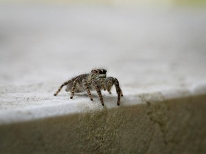 5 Cara Ampuh Basmi Sarang Laba-laba dengan Mudah