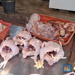 Harga Ayam di Peternak Cuma Rp19.000, di Pasar Dijual Segini