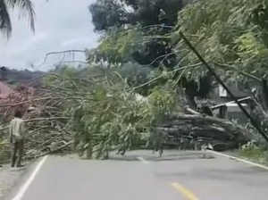 Pohon Tumbang Timpa Mobil, Jalan Lintas Barat Sumatera Terganggu