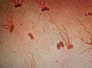 Penyakit Thypus Berkembang, Antibiotik Jadi Tidak Ampuh Lagi