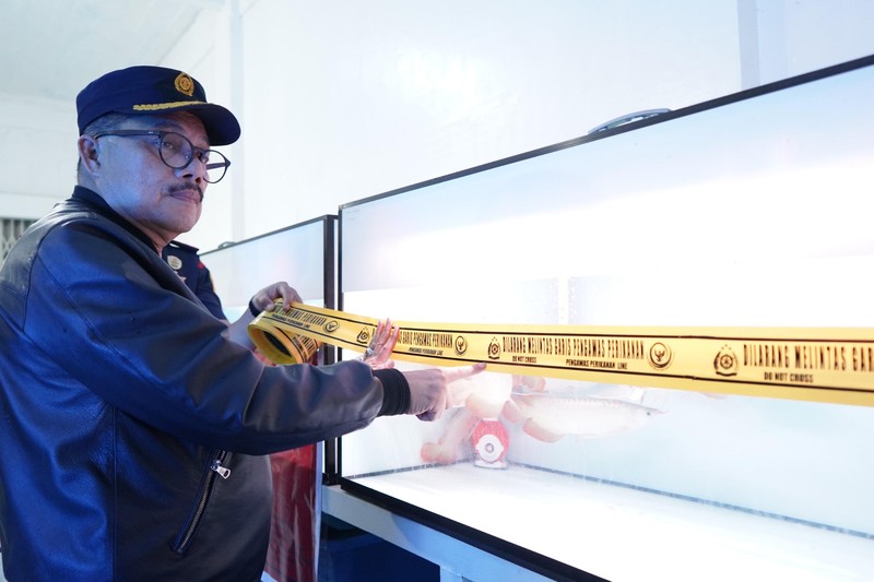 Kementerian Kelautan dan Perikanan (KKP) menyegel usaha jual beli ikan arwana super red (Scleropages Formosus) tanpa izin di Pontianak Kalimantan Barat. Humas Ditjen PSDKP KKP Kementerian Kelautan dan Perikanan (KKP) menyegel usaha jual beli ikan arwana super red (Scleropages Formosus) tanpa izin di Pontianak Kalimantan Barat. Humas Ditjen PSDKP KKP