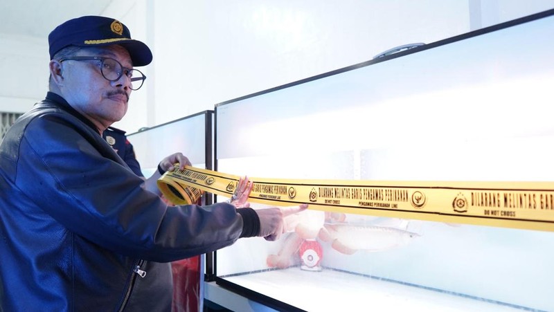 Kementerian Kelautan dan Perikanan (KKP) menyegel usaha jual beli ikan arwana super red (Scleropages Formosus) tanpa izin di Pontianak Kalimantan Barat. Humas Ditjen PSDKP KKP