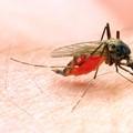 Kemenkes: 95% Kasus Malaria di Indonesia Terjadi di Wilayah Ini