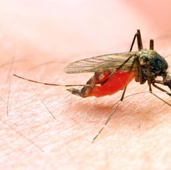 Kemenkes: 95% Kasus Malaria di Indonesia Terjadi di Wilayah Ini