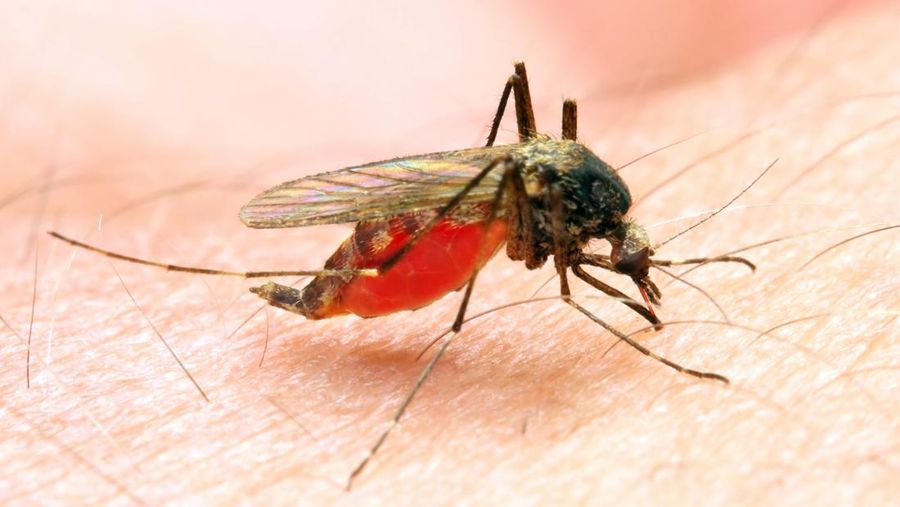 Ilustrasi Malaria. (AP Photo)
