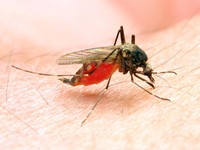 Kemenkes: 95% Kasus Malaria di Indonesia Terjadi di Wilayah Ini
