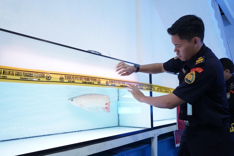 Kementerian Kelautan dan Perikanan (KKP) menyegel usaha jual beli ikan arwana super red (Scleropages Formosus) tanpa izin di Pontianak Kalimantan Barat. Humas Ditjen PSDKP KKP Kementerian Kelautan dan Perikanan (KKP) menyegel usaha jual beli ikan arwana super red (Scleropages Formosus) tanpa izin di Pontianak Kalimantan Barat. Humas Ditjen PSDKP KKP
