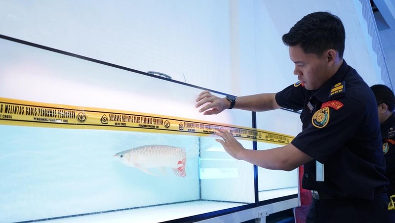 Kementerian Kelautan dan Perikanan (KKP) menyegel usaha jual beli ikan arwana super red (Scleropages Formosus) tanpa izin di Pontianak Kalimantan Barat. Humas Ditjen PSDKP KKP