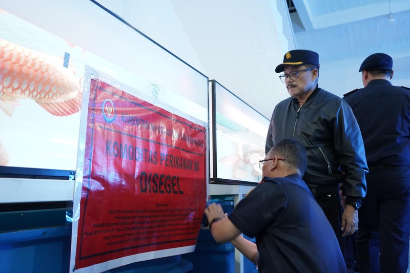 Kementerian Kelautan dan Perikanan (KKP) menyegel usaha jual beli ikan arwana super red (Scleropages Formosus) tanpa izin di Pontianak Kalimantan Barat. Humas Ditjen PSDKP KKP