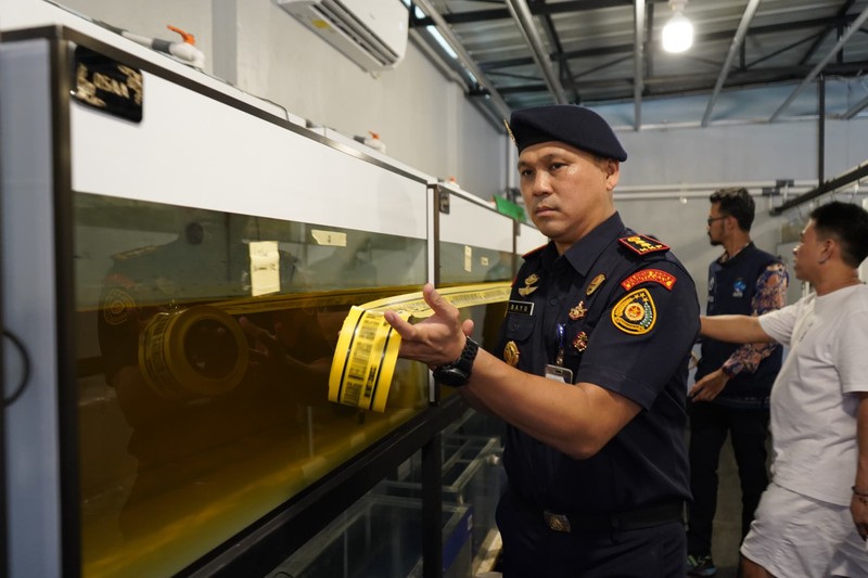 Kementerian Kelautan dan Perikanan (KKP) menyegel usaha jual beli ikan arwana super red (Scleropages Formosus) tanpa izin di Pontianak Kalimantan Barat. Humas Ditjen PSDKP KKP