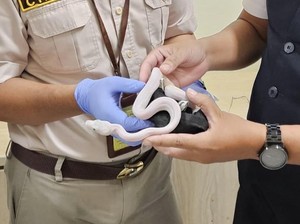 WNA Bawa 6 Ular Piton Albino dan 8 Biawak di Bandara YIA Diamankan