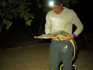Peneliti Temukan Dua Spesies Buaya Baru, Ada di Negara Ini
