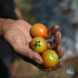 Tomat itu Buah atau Sayur? Ini Penjelasan Ilmiahnya