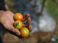 Tomat itu Buah atau Sayur? Ini Penjelasan Ilmiahnya