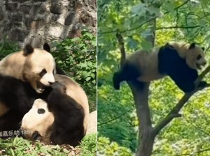 Panda Kelahiran Singapura Vs China, Naik Pohon & Nggak Mau Turun