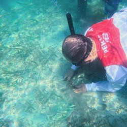 Jaga Kelestarian Laut, PIS Tanam 3000 Bibit Lamun di Teluk Bakau