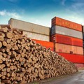 8 Kayu Termahal RI yang Jadi Buruan Dunia, Harga Setara 60 Gram Emas