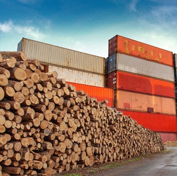 8 Kayu Termahal RI yang Jadi Buruan Dunia, Harga Setara 60 Gram Emas