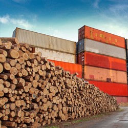 8 Kayu Termahal RI yang Jadi Buruan Dunia, Harga Setara 60 Gram Emas