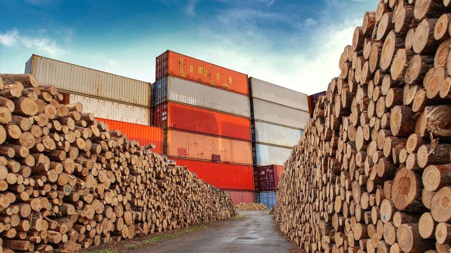 8 Kayu Termahal RI yang Jadi Buruan Dunia, Harga Setara 60 Gram Emas