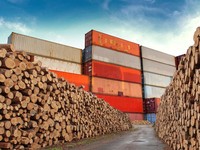 8 Kayu Termahal RI yang Jadi Buruan Dunia, Harga Setara 60 Gram Emas