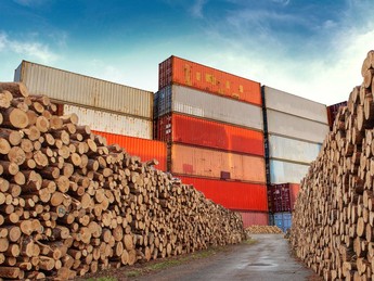 8 Kayu Termahal RI yang Jadi Buruan Dunia, Harga Setara 60 Gram Emas