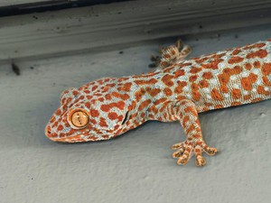 Bagaimana Cara Tokek Masuk ke Dalam Rumah? Ini Jawaban untuk Mencegahnya