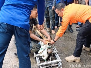 30 Menit Menegangkan Evakuasi Buaya Masuk Permukiman Warga di Pangkep