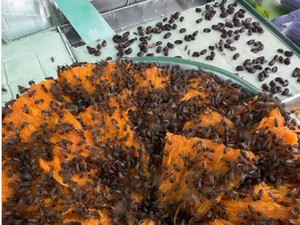 Gerobak Kue Dikerumuni Lebah hingga Viral Beras Korea di Jepang