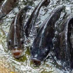 Ikan Mukjizat Yesus Muncul di Laut RI, Ditangkap Pria Asal Blitar