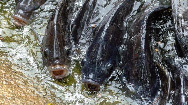 Ikan Mukjizat Yesus Muncul di Laut RI, Ditangkap Pria Asal Blitar