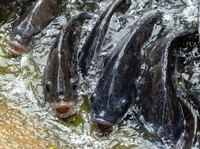 Ikan Mukjizat Yesus Muncul di Laut RI, Ditangkap Pria Asal Blitar