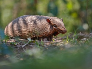 Armadillo Itu Hewan Apa? Ini Ciri Fisik, Habitat, hingga Fakta Menariknya