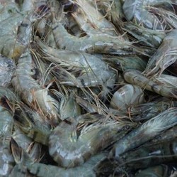 Nasib Udang RI di Ujung Tanduk Efk Tarif Trump, Pemerintah Bisa Apa?