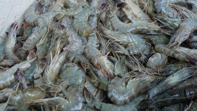 Nasib Udang RI di Ujung Tanduk Efk Tarif Trump, Pemerintah Bisa Apa?