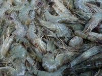 Nasib Udang RI di Ujung Tanduk Efk Tarif Trump, Pemerintah Bisa Apa?