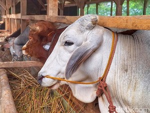 Pemerintah Alihkan Impor Bahan Pakan Ternak Ini ke BUMN