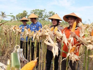 Produksi Jagung Melonjak, Irwasum Polri: Kolaboratif Menuju Swasembada Pangan