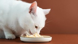 10 Makanan yang Berbahaya untuk Kucing dan Bisa Berakibat Fatal